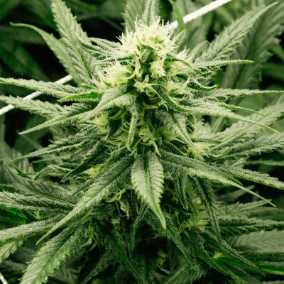 CANNABIS FLOWER
